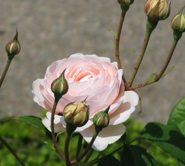  photo WindermereatfiloliIMG_1130_zpsb5bfb373.jpg